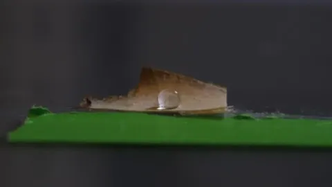Svampfilm
